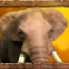 Символ Jungle Spirit - Слон
