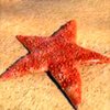 Символ Robinzon - Морская звезда